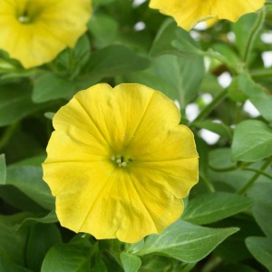 петуния capella hello yellow (вегетативная)