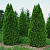 _туя западная смарагд / thuja occidentalis smaragd