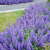 Котовник Фассена Walker's Low / Уолкерс Лоу котовник фассена walker's low / уолкерс лоу