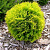 туя западная мириам / thuja occ. mirjam