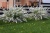 спирея серая grefsheim / spiraea cinerea grefsheim
