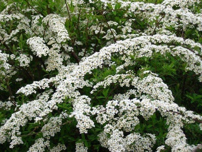 спирея серая grefsheim / spiraea cinerea grefsheim