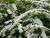 спирея серая grefsheim / spiraea cinerea grefsheim