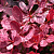 барбарис тунберга  «rose glow»