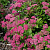 спирея японская froebelii / spiraea japonica froebelii