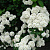 спирея японская albiflora / spiraea japonica albiflora