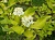 дерен белый aurea / cornus alba aurea