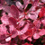 барбарис тунберга  «rose glow»