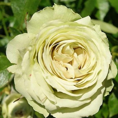 роза лавли грин (lovely green) флорибунда
