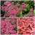 Спирея японская Froebelii / Spiraea japonica Froebelii спирея японская froebelii / spiraea japonica froebelii