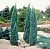 можжевельник скальный blue arrow / juniperus scopulorum blue arrow