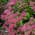 Спирея японская Froebelii / Spiraea japonica Froebelii спирея японская froebelii / spiraea japonica froebelii