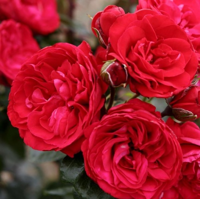 роза плетистая ред эден роуз (red eden rose)