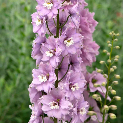 дельфиниум высокий magic fountains cherry blossom white bee