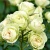 Роза Лавли Грин (Lovely Green) флорибунда роза лавли грин (lovely green) флорибунда