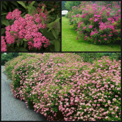 спирея японская froebelii / spiraea japonica froebelii