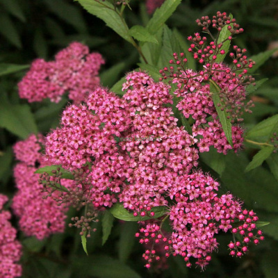спирея японская froebelii / spiraea japonica froebelii