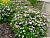 спирея японская little princess / spiraea japonica little princess