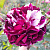 роза нью имейджн (new imagine) флорибунда