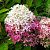 гортензия метельчатая royal flower