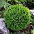 туя западная tини тим / thuja occidentalis tiny tim
