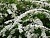 спирея серая grefsheim / spiraea cinerea grefsheim